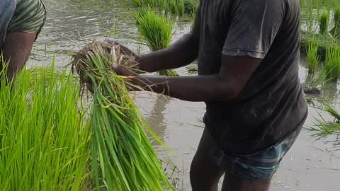 Village farmers plant rice seedlings