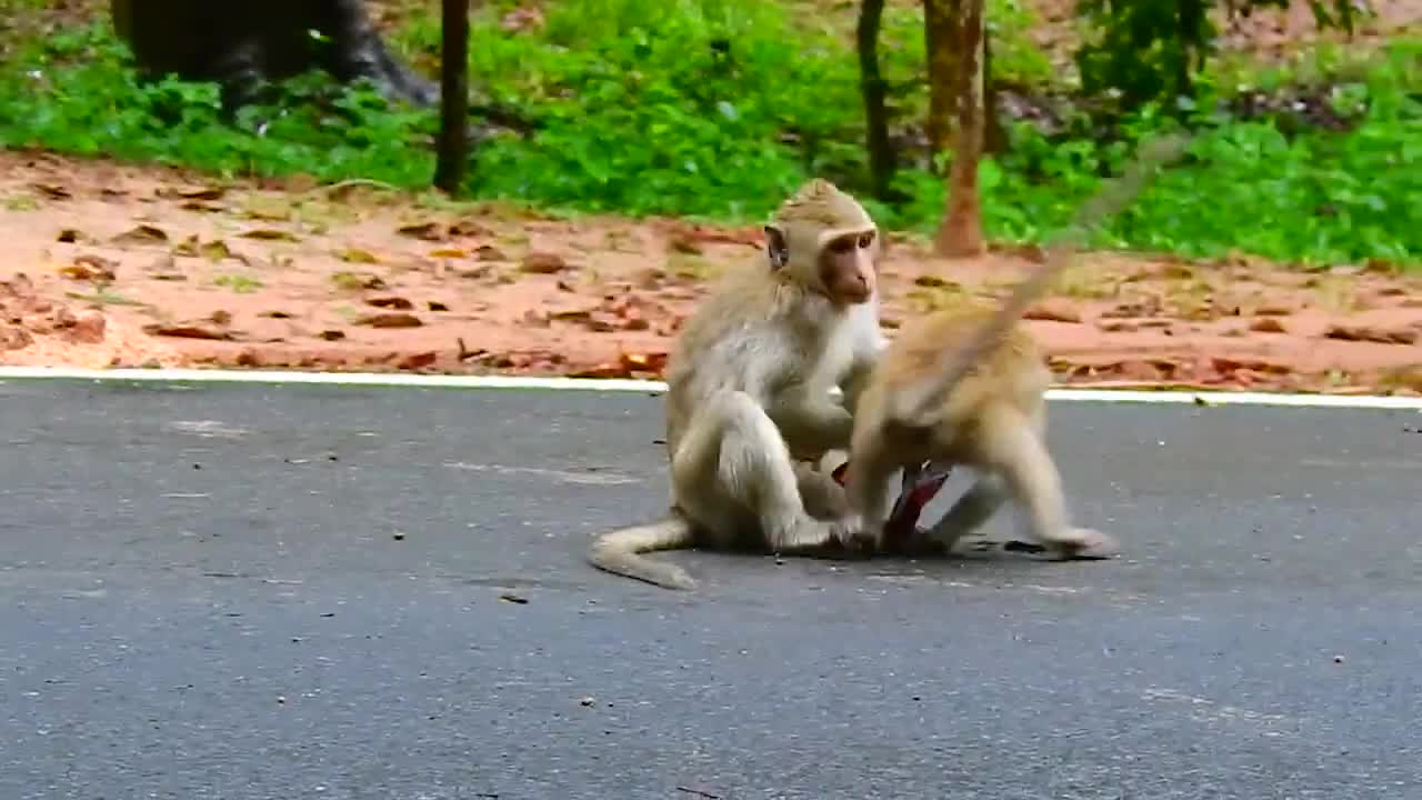 Funny monkeys 2