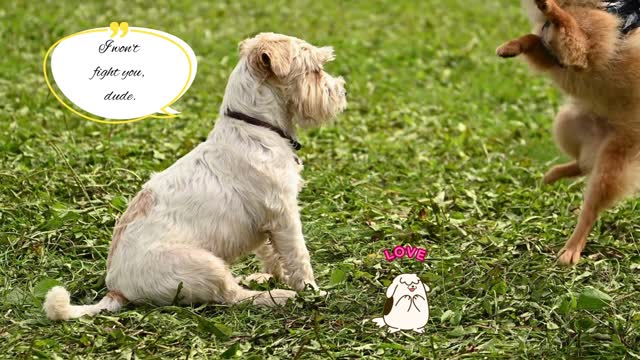 Cute unflappable dog withstands the attacks of another small dog bravely