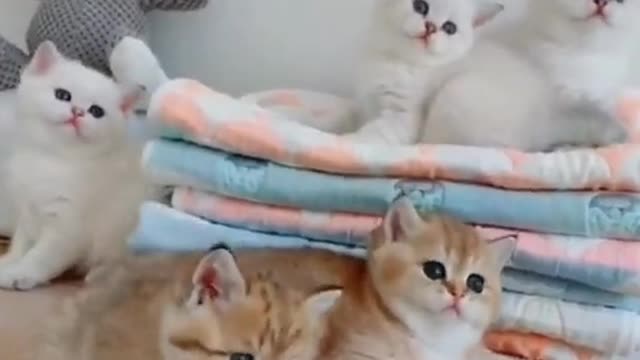 cute and cute cat