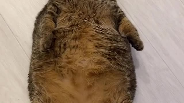 Cute cat