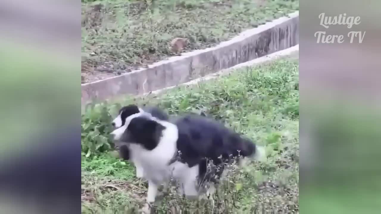 Dogs, Cats Making Fun With There Friends