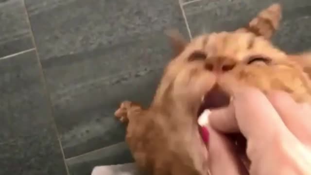 Give me I will starve to death