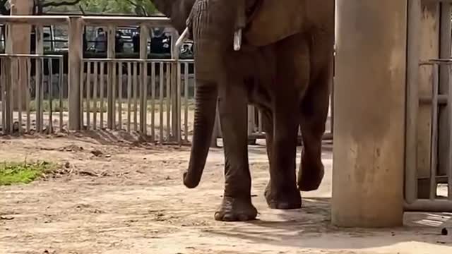 An elephant in a circle feels very thin