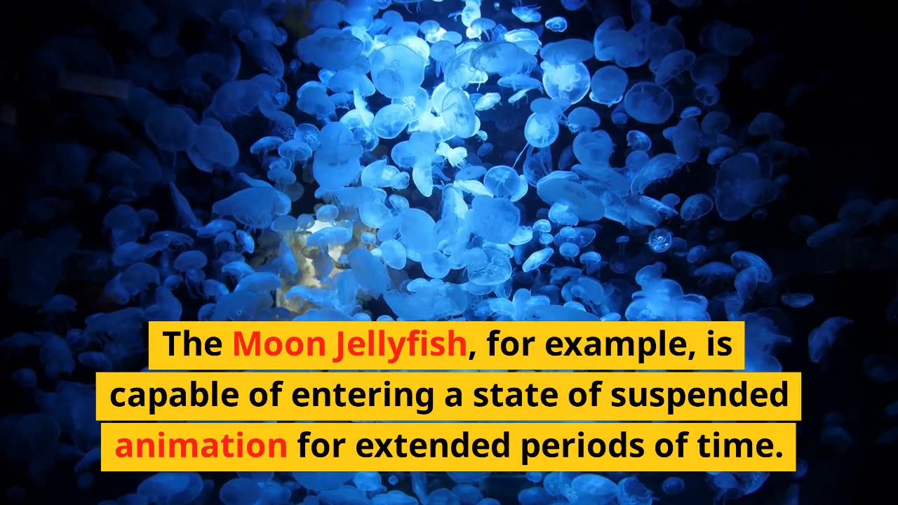 Are Jellyfish Immortal?