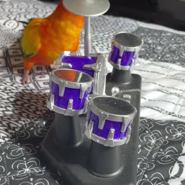 Parrot plays the drums and screams