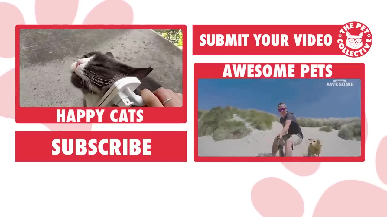 Cute and Funny Cat Videos to Keep You Smiling!