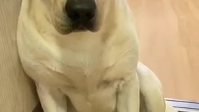 You will get STOMACH ACHE FROM LAUGHING SO HARD Funny Dog