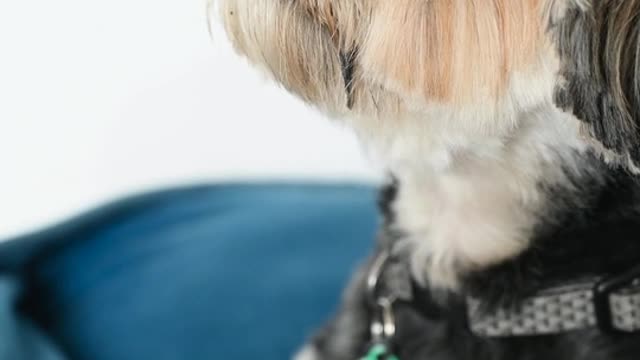 Love you my dog 😻🐕