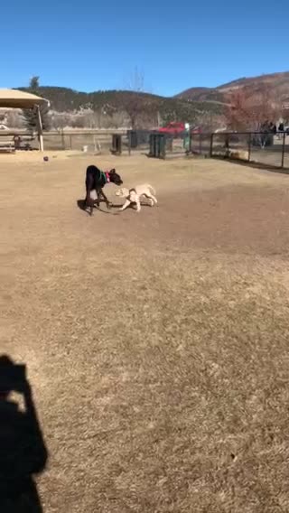 Great Dane Playing with 5-Month Old Golden at Park