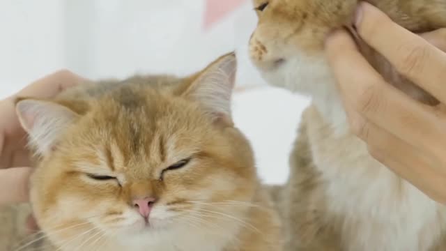 Best Funny Cat Videos That Will Make Yours Laugh