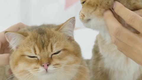 Best Funny Cat Videos That Will Make Yours Laugh