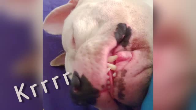 😍 Funny and cute pitbull growls in her sleep 😂