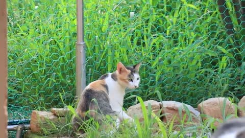 Kitten Playing With Mother-20