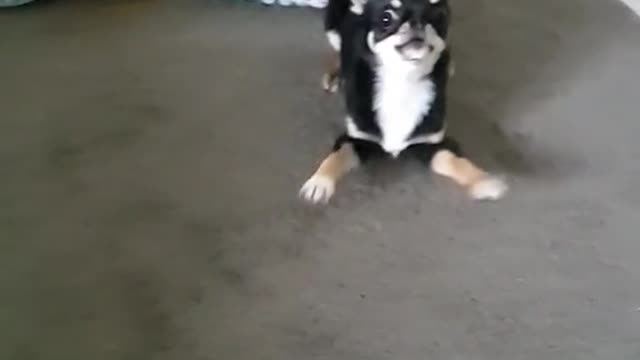 DON'T FLINCH!! Truffles The Chihuahua Dominating 🤣🤣