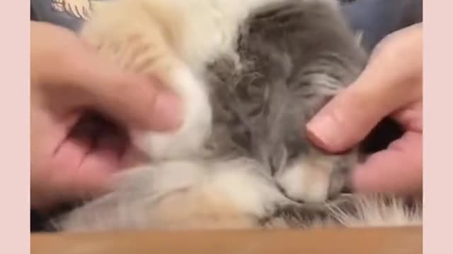 cat funny video