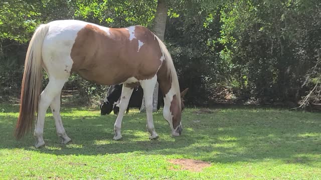 Lazy Sunday afternoon Renegade at the ranch