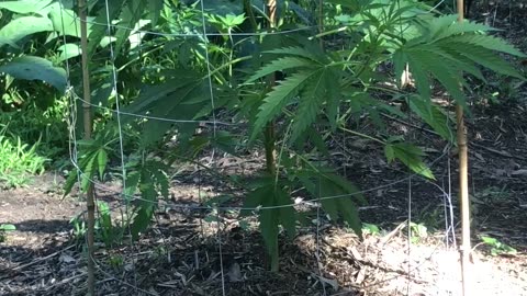 Cannabis Guerrilla Grow 🇦🇺