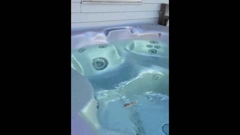 James always loved the frogs that live in the hot tub