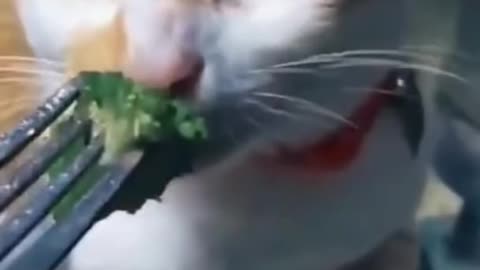 Cat no eating and very funny video