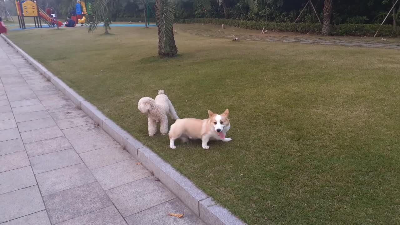 Small dogs fighting in park