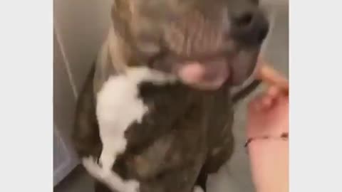 Dog to the bathroom