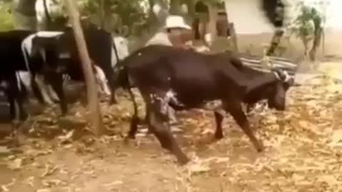 Cow hit back the owner