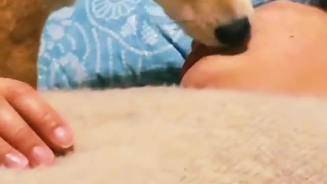 Dog licks and gives french kiss to sleeping owner