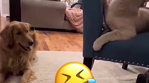 Funny animal conversation