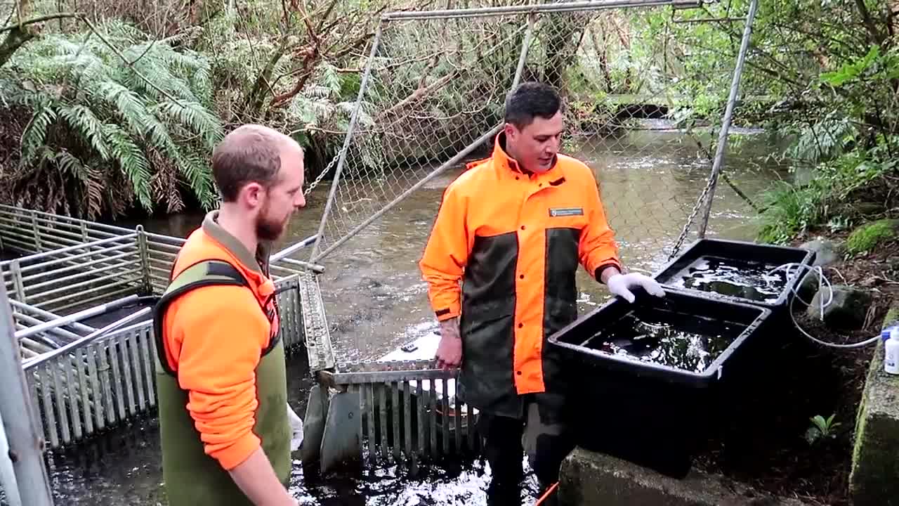 Trout hatchery management: Trout stripping