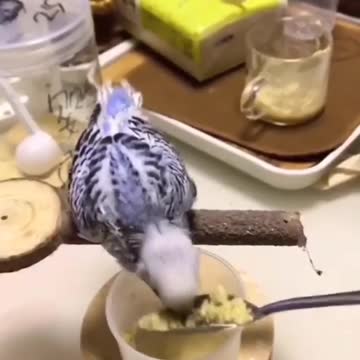 It's not easy to feed a bird