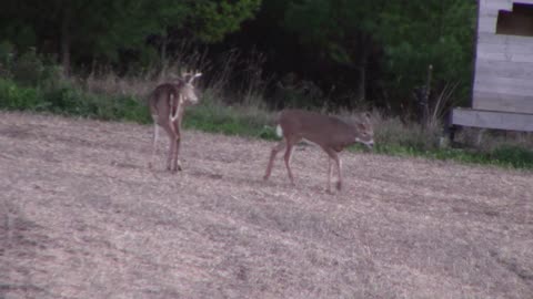 Wisconsin Bow Hunting 2021 episode 4