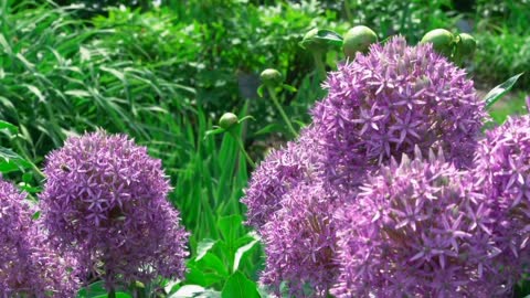 The little purple flowers are pleasing to the eye