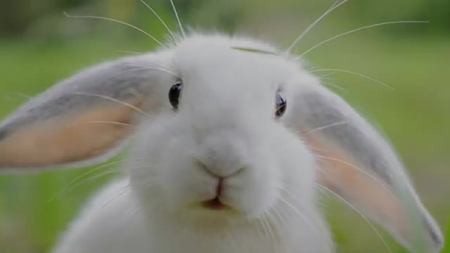 Animal Sounds (Rabbit) - Rabbit Sounds Effects