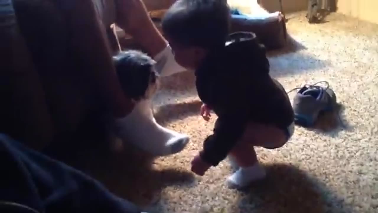 Baby AND dogs having a Lot of fun