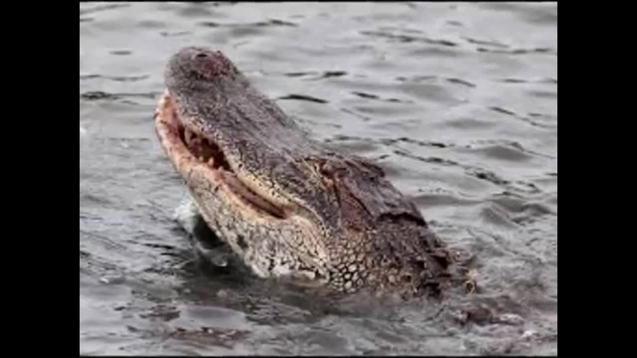 The Time a Caught Alligator Broke a Record