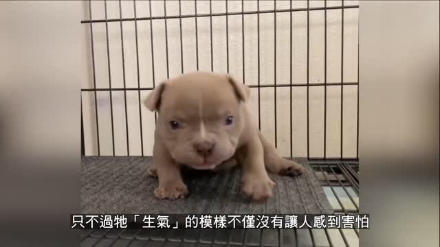 Little bully1