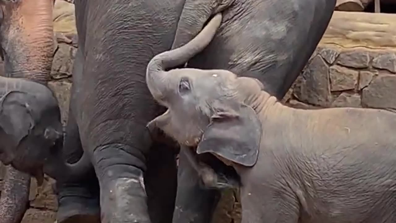 Funny baby elephant