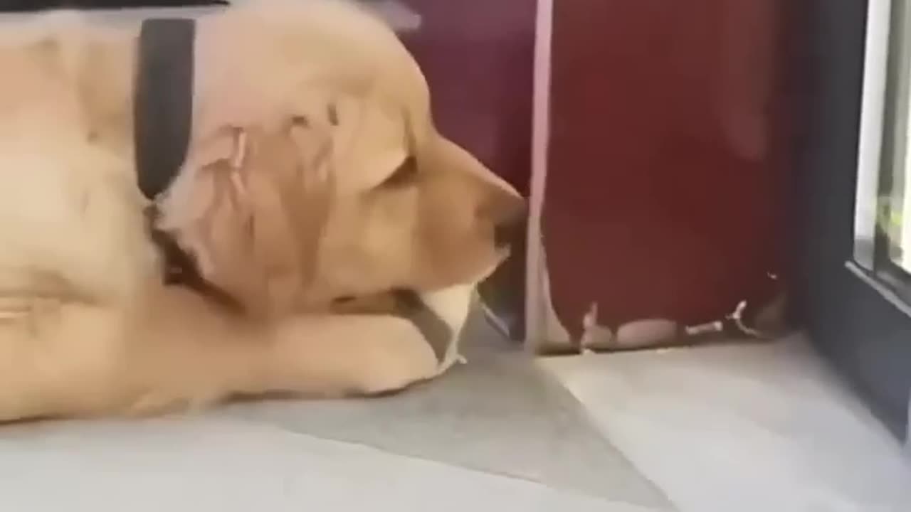 chicken and dogs funny moment