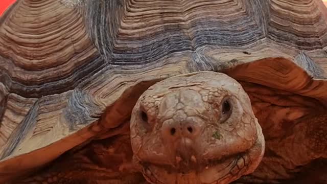 The tortoise
