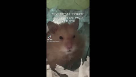 Funny Hamster Videos I Found On TikTok!😂 (Try Not To Laugh)