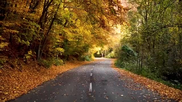 Road in the middle of the forest is very cool