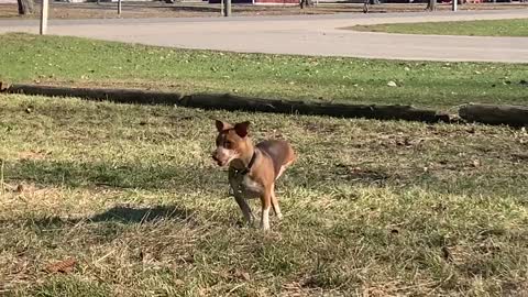 I photoshopped my dogs leg out of video can you tell?
