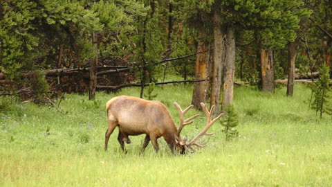 Large Bull Elk