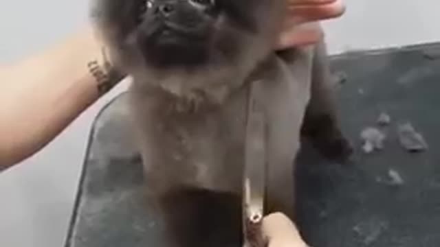 Dog dancing to music while getting a haircut