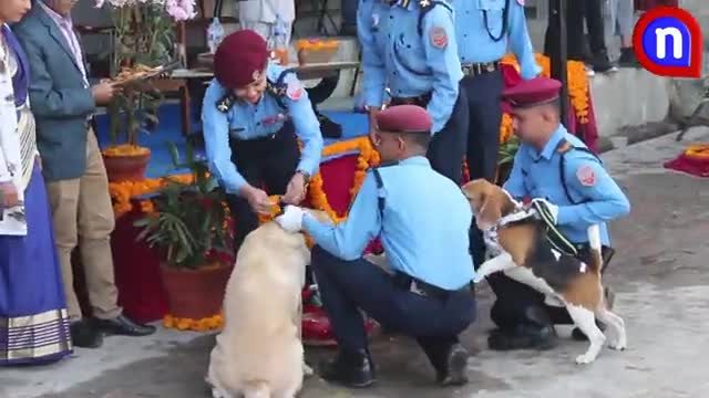 Dog festival tihar Kathmandu nepal