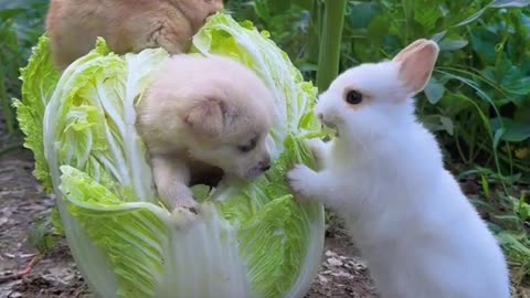 Wow sooo cute