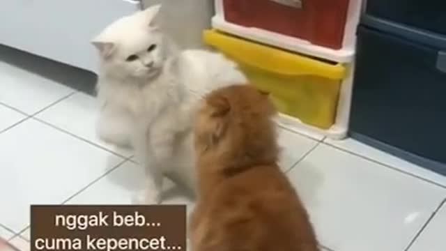 MUST WATCH THIS CUTE CAT VIDEOS!!!! WILL MADE YOUR DAY.