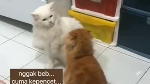 MUST WATCH THIS CUTE CAT VIDEOS!!!! WILL MADE YOUR DAY.