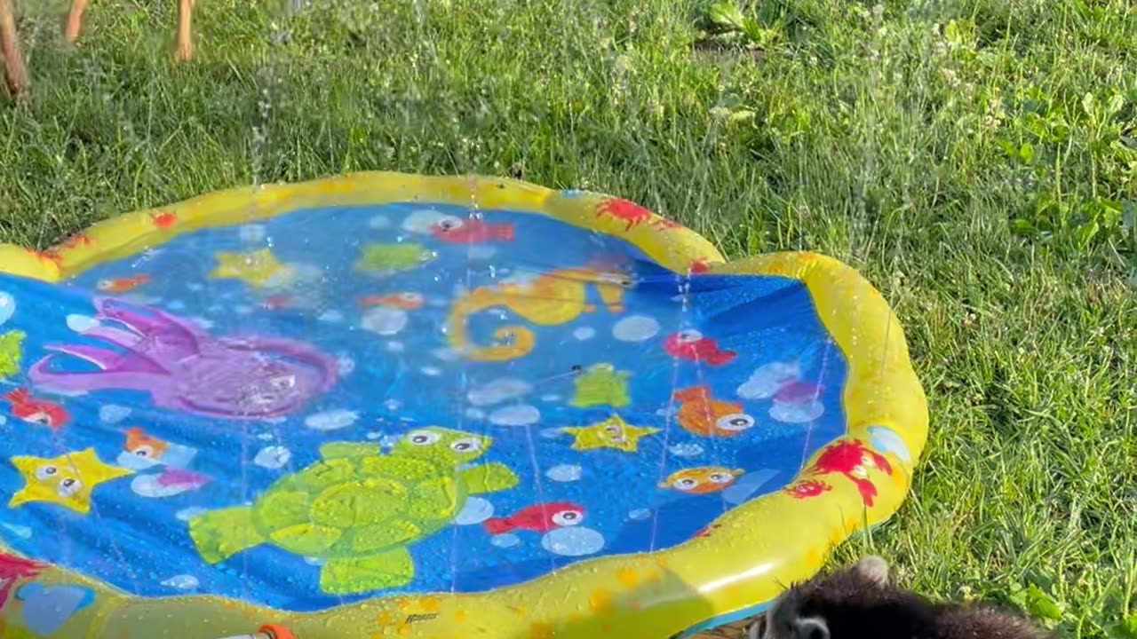 Deer and Raccoon Play With Splash Pad